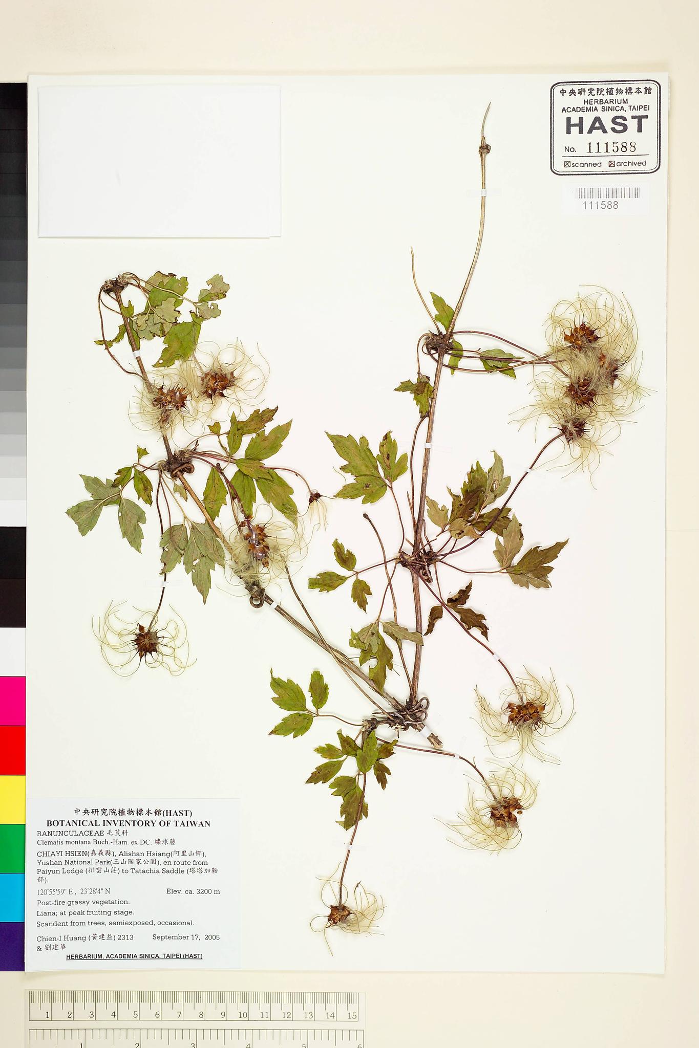 Sample image for viewer