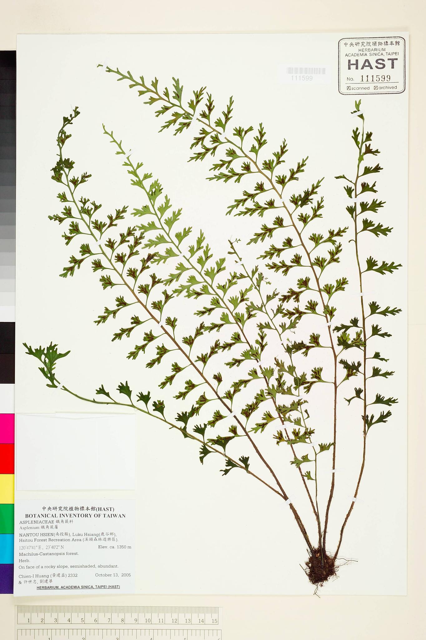 Sample image for viewer