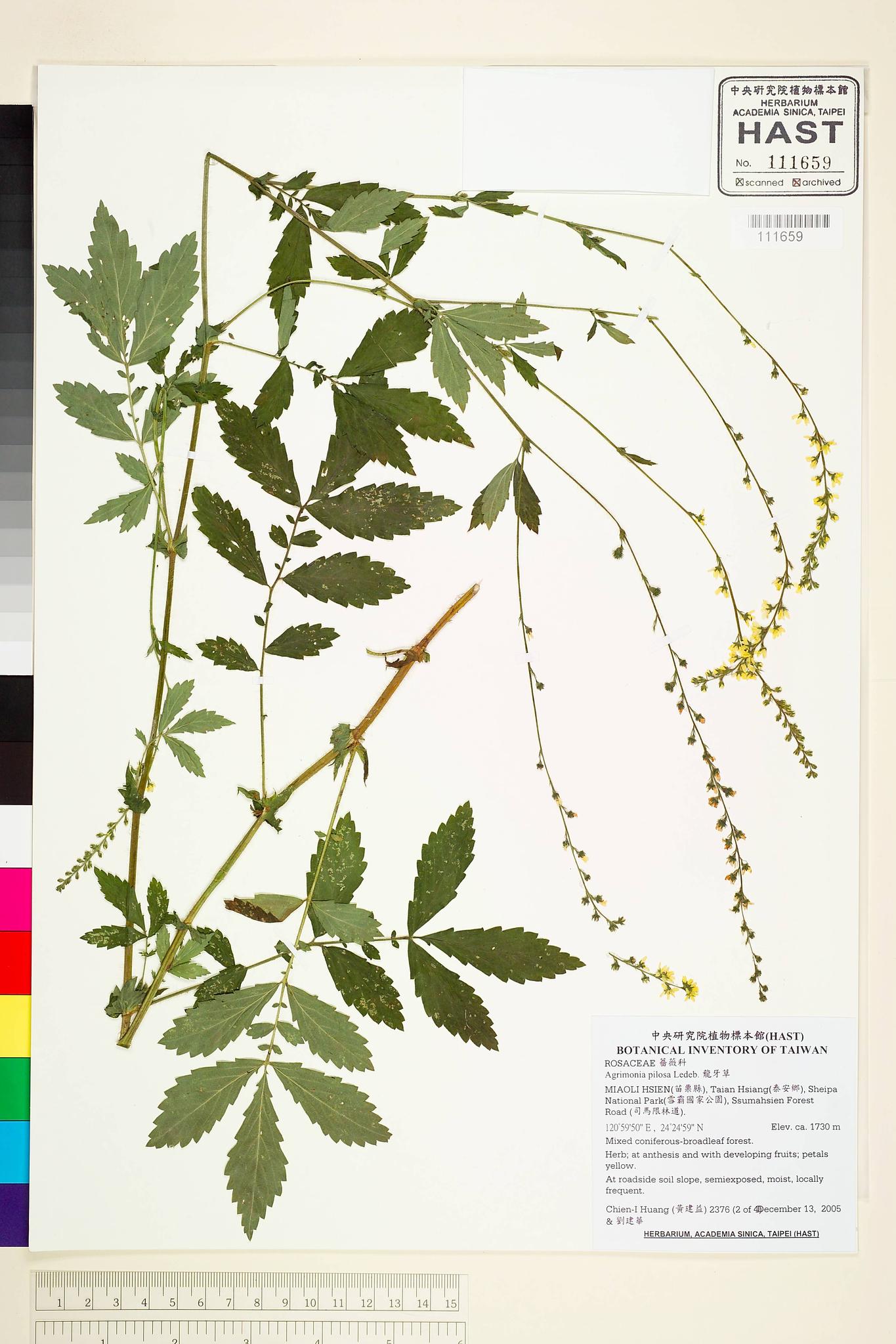 Sample image for viewer