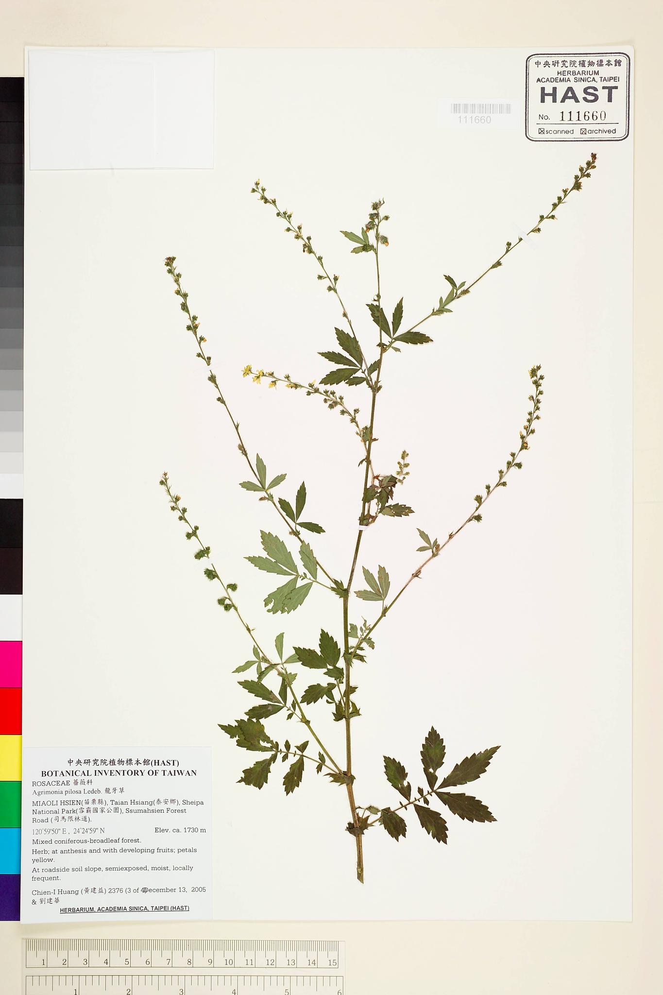 Sample image for viewer