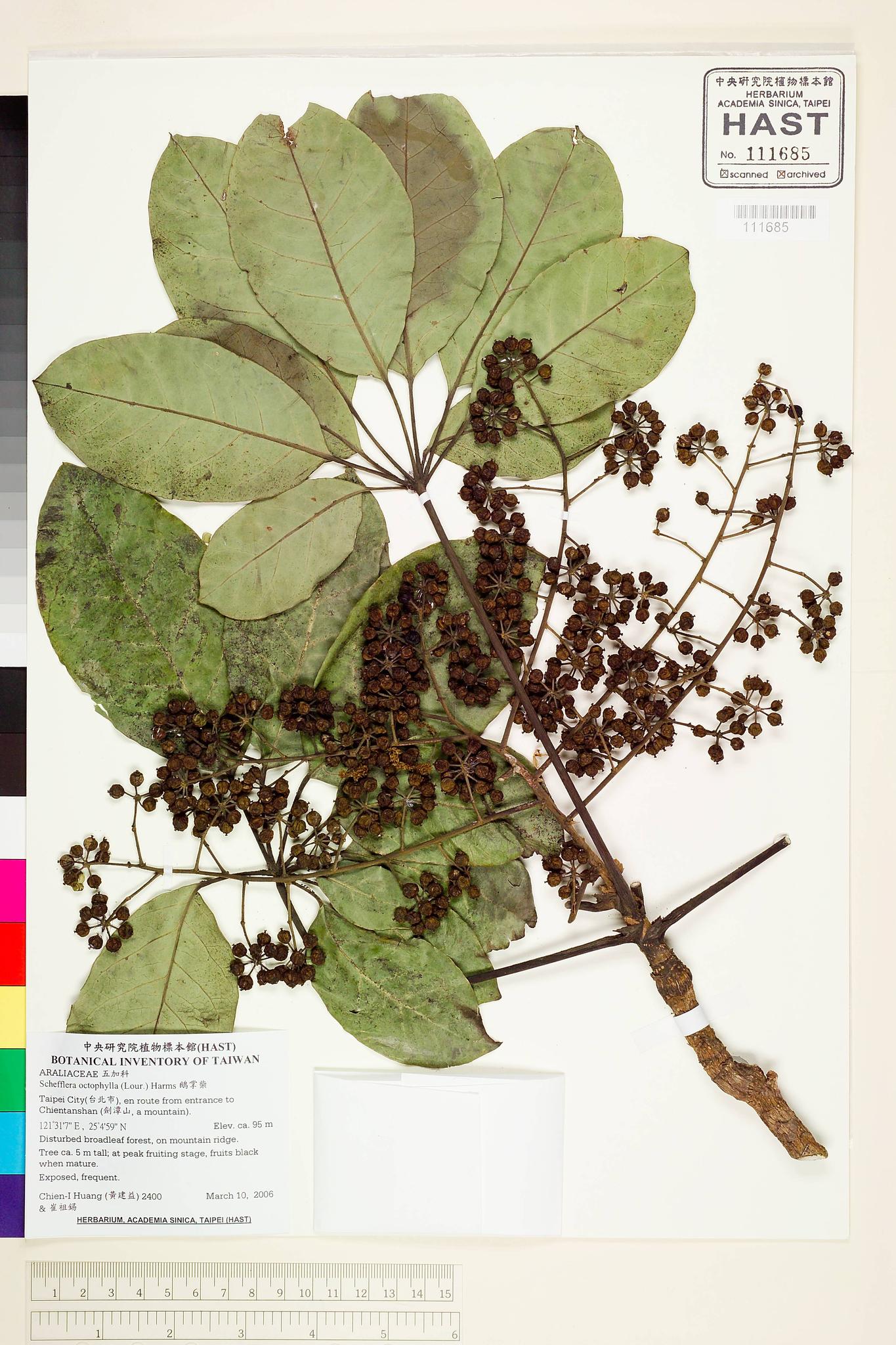 Sample image for viewer