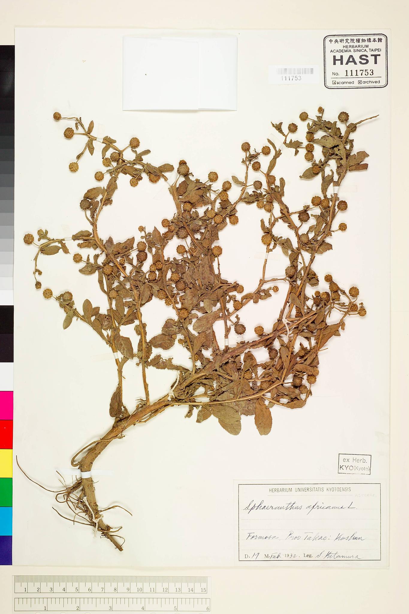 Sample image for viewer