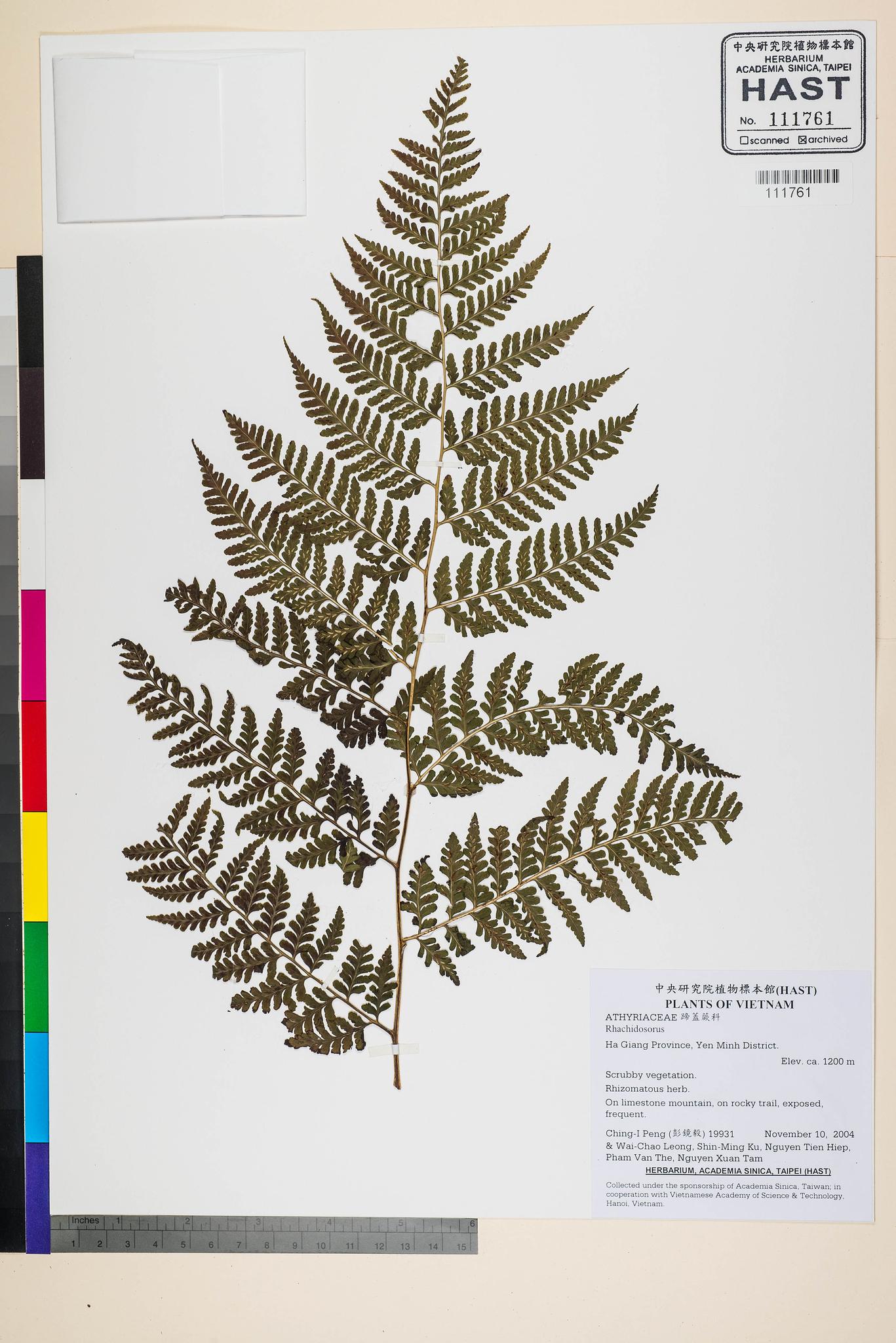 Sample image for viewer