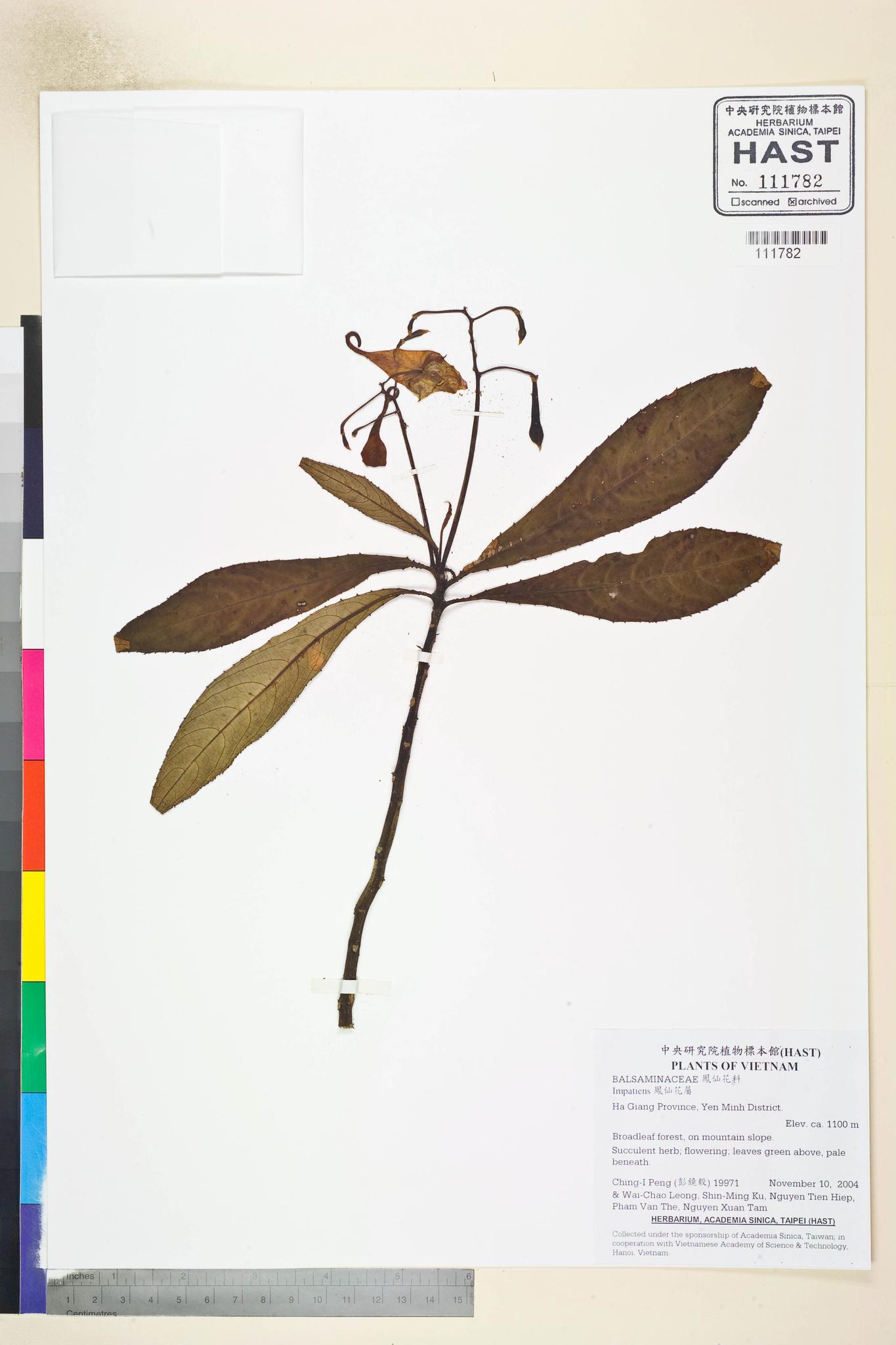 Sample image for viewer