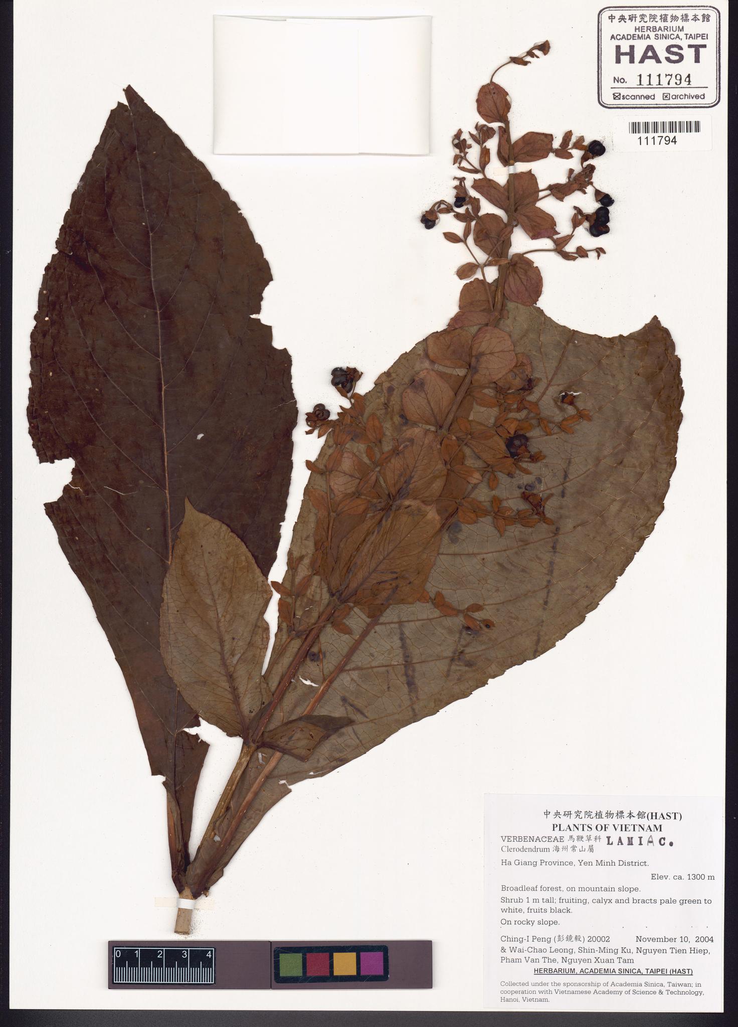 Sample image for viewer