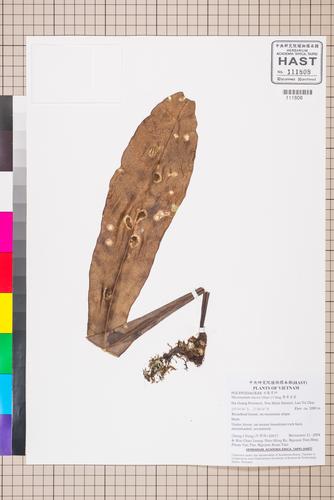 Microsorum steerei — ảnh 2