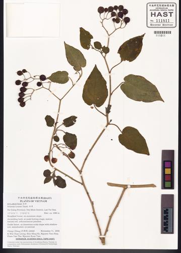 Solanum lyratum — ảnh 2