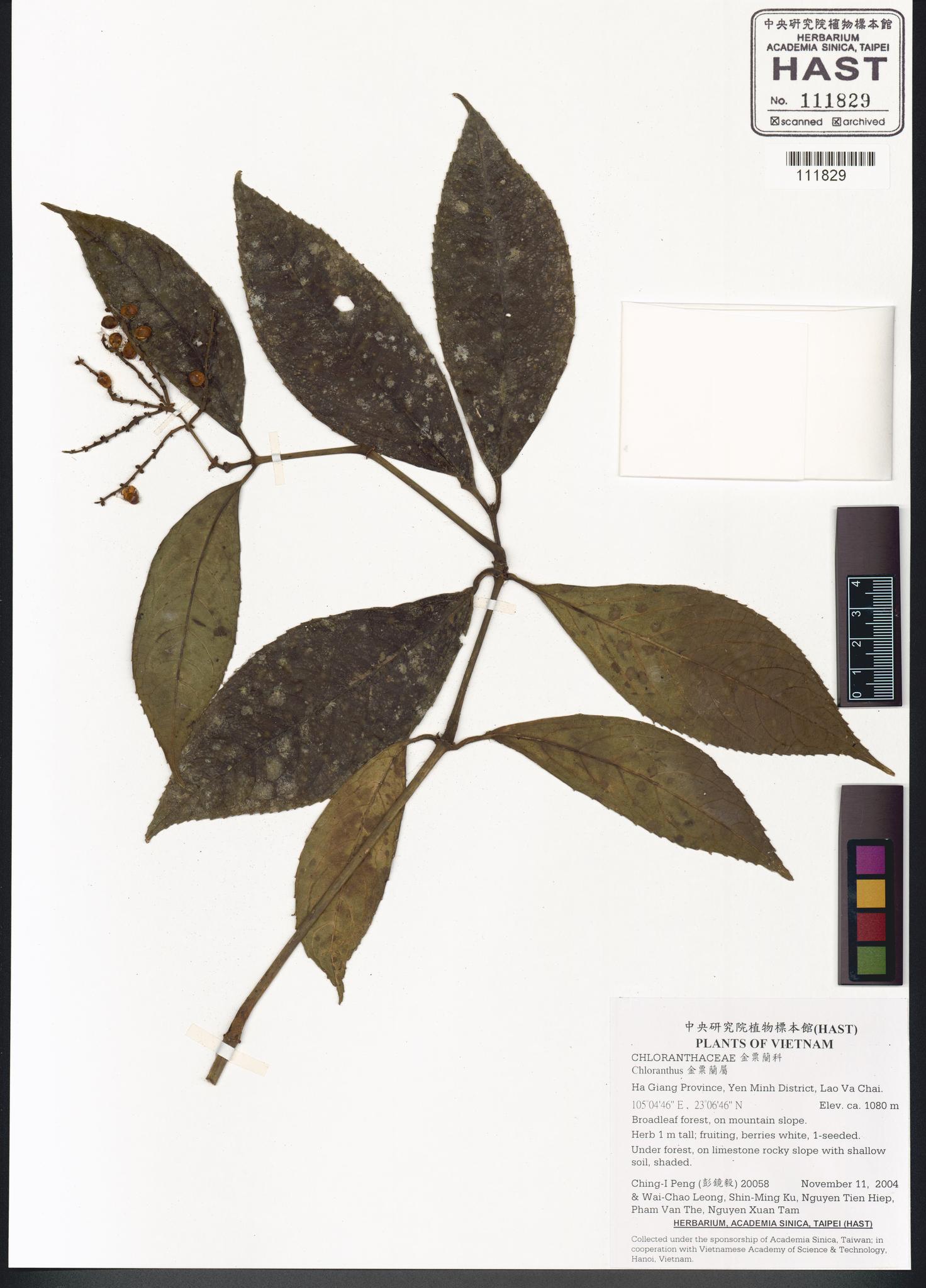 Sample image for viewer