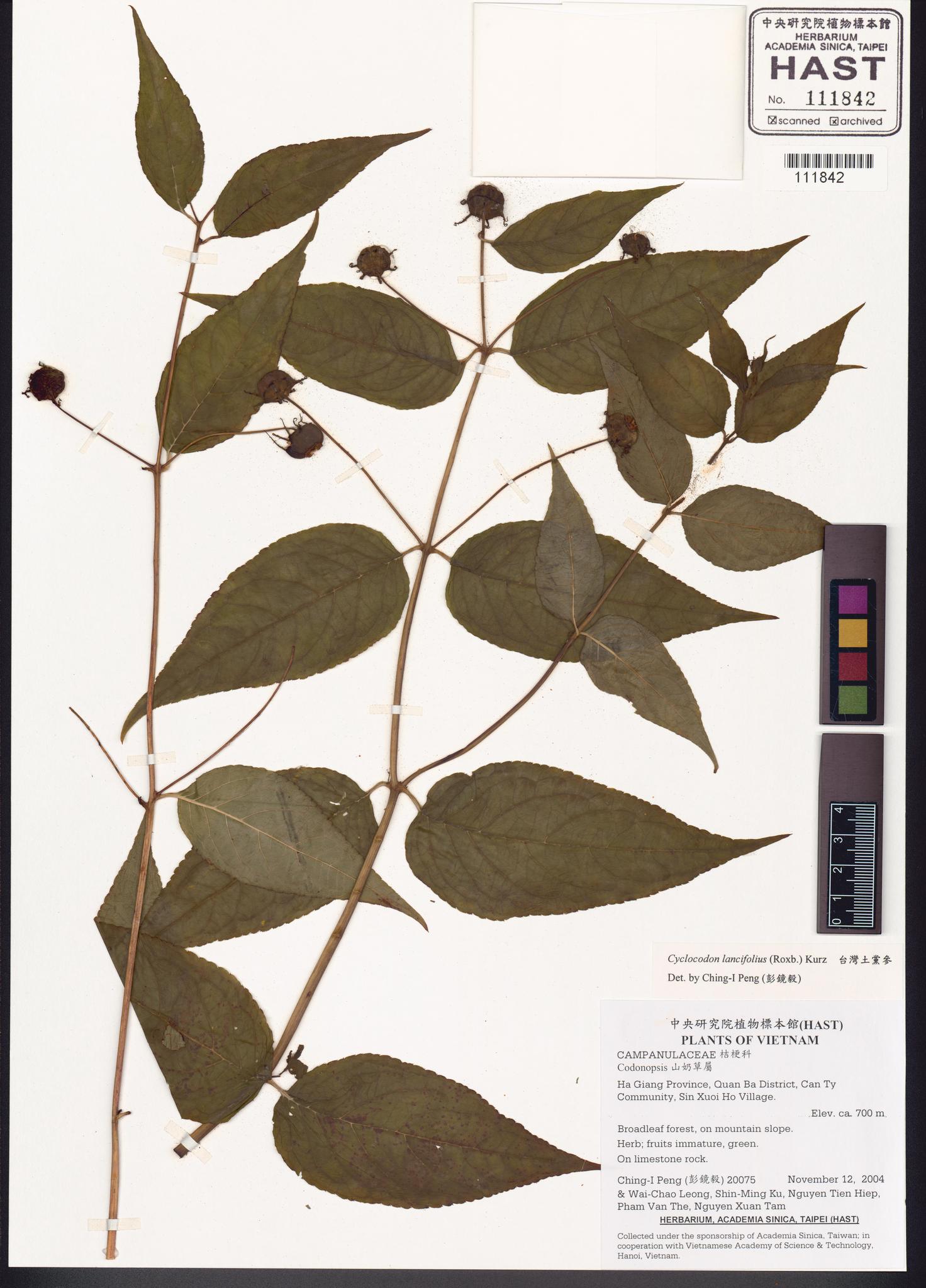 Sample image for viewer