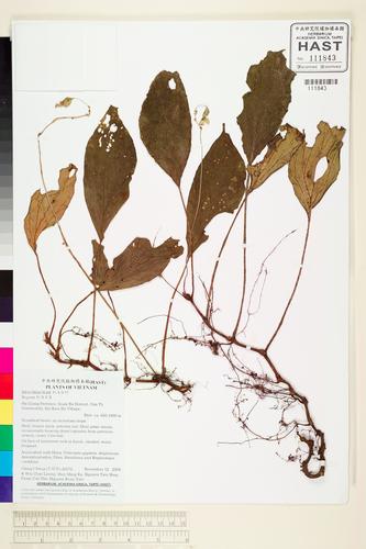 Begonia lingiae (Begonia lingiae)