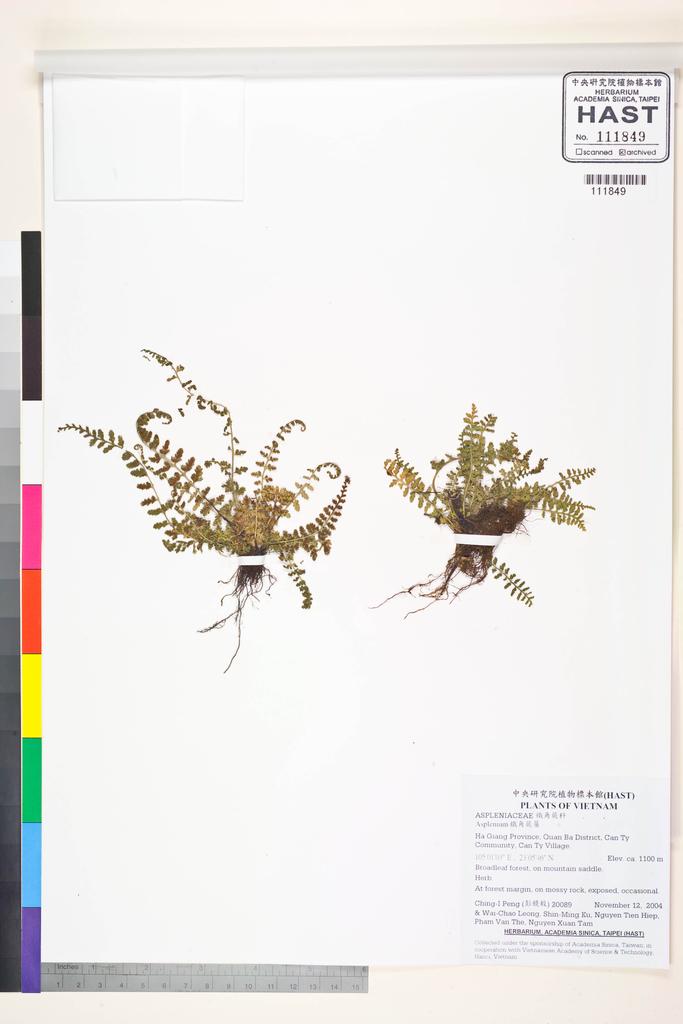 <Unit #62477 Peng, Ching-I | 彭鏡毅 | 20089:: | Asplenium>