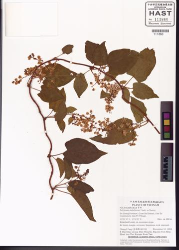 Reynoutria multiflora (Reynoutria multiflora)