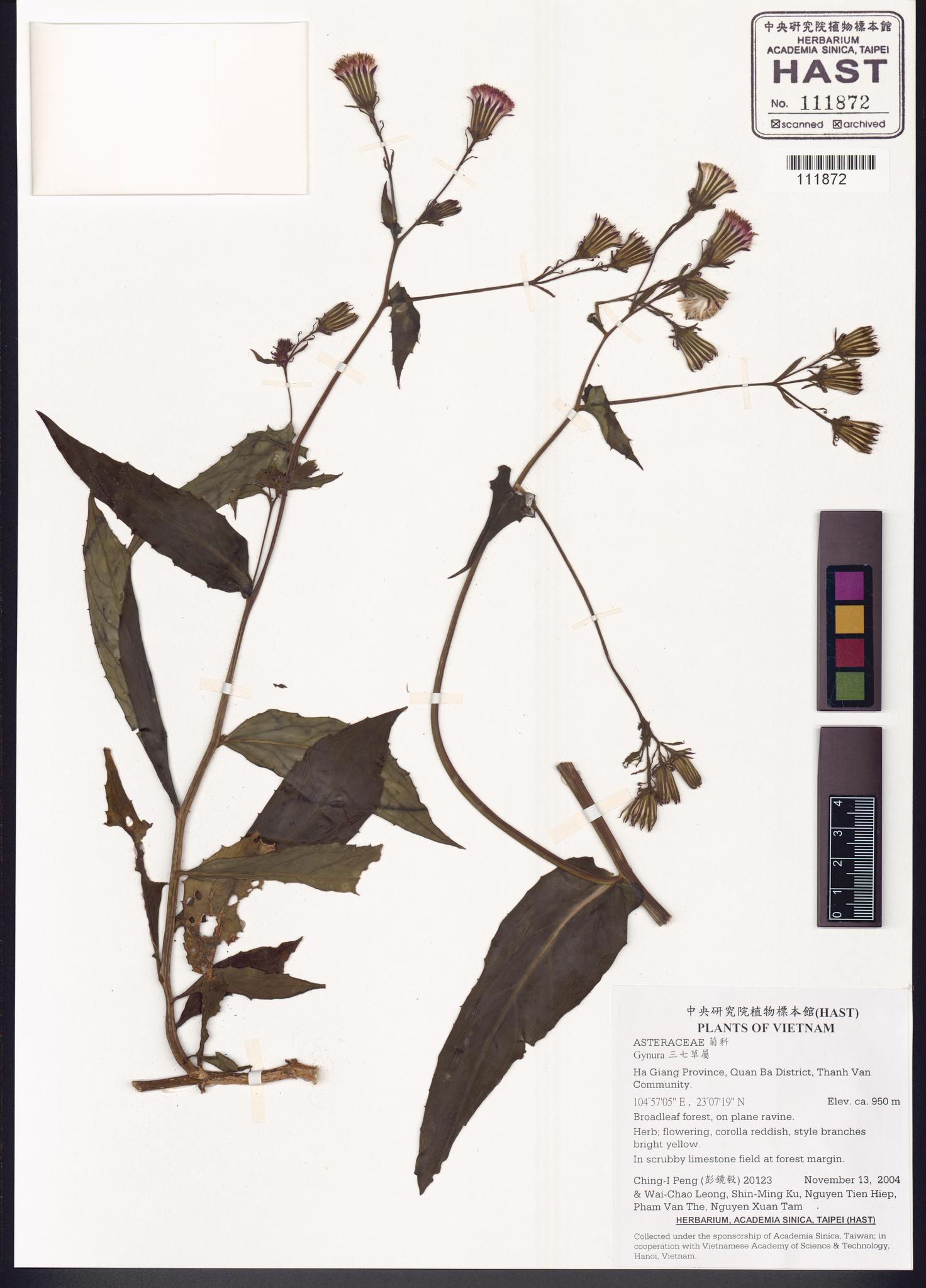 Sample image for viewer