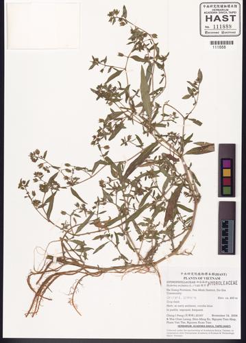 Hydrolea zeylanica (Hydrolea zeylanica)