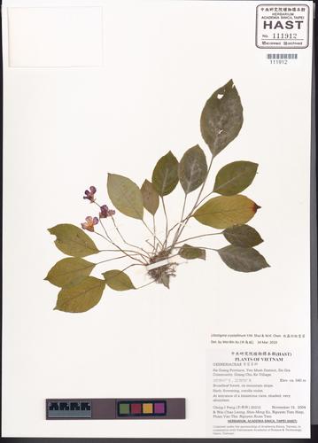 Litostigma crystallinum (Litostigma crystallinum)