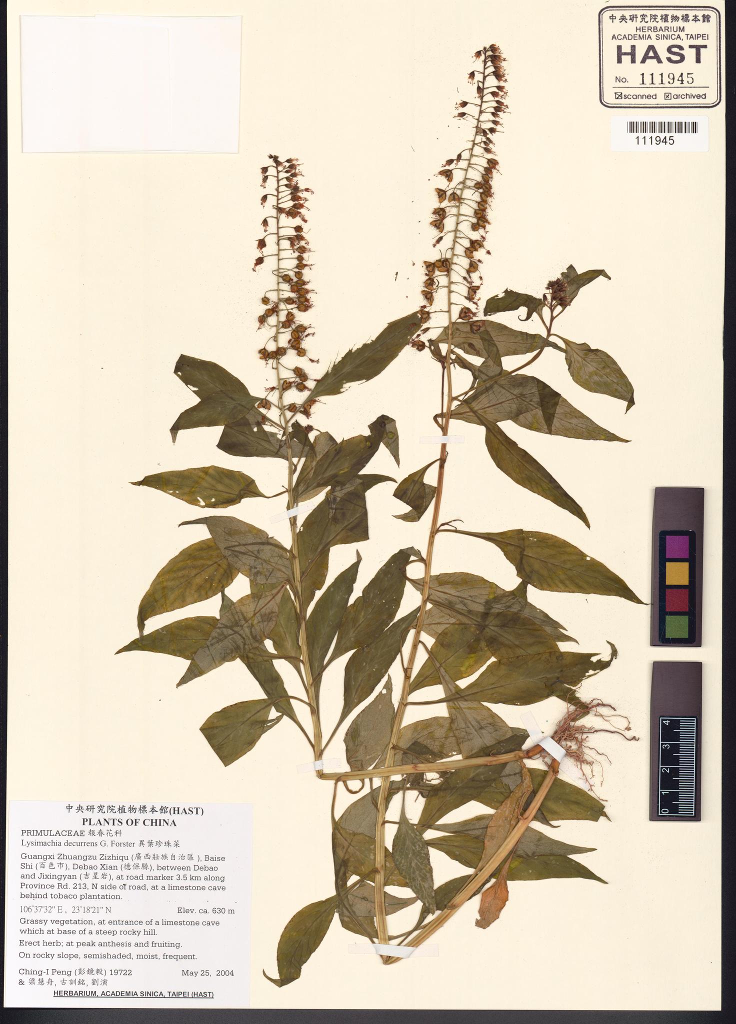 Sample image for viewer