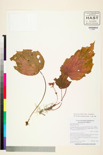 Begonia howii (Begonia howii)