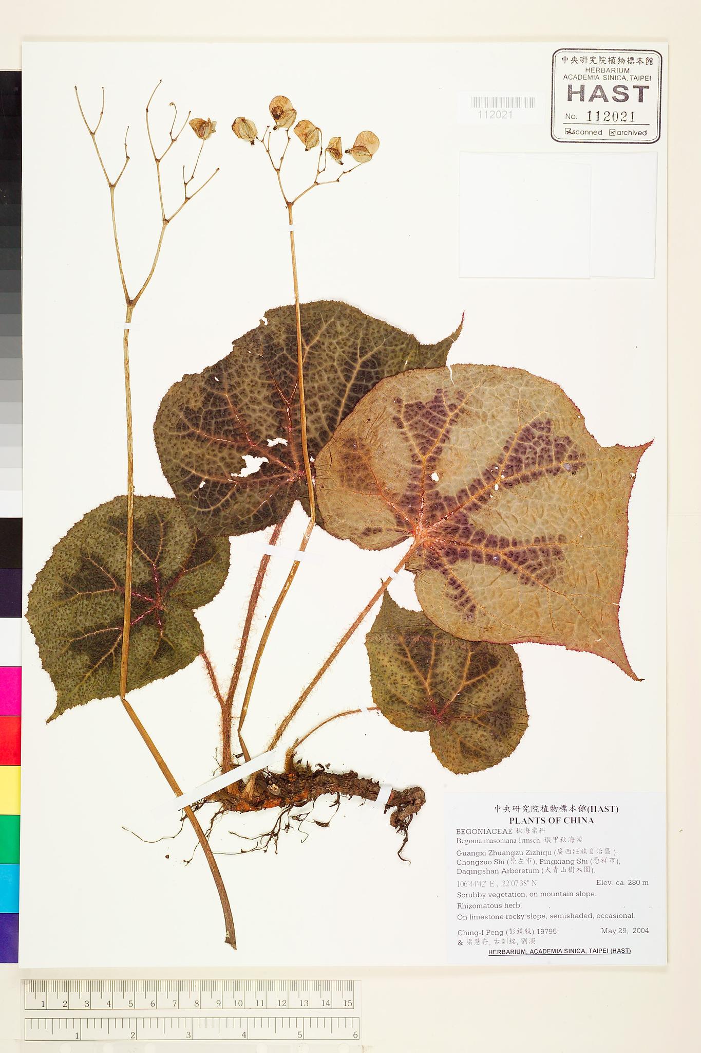 Sample image for viewer