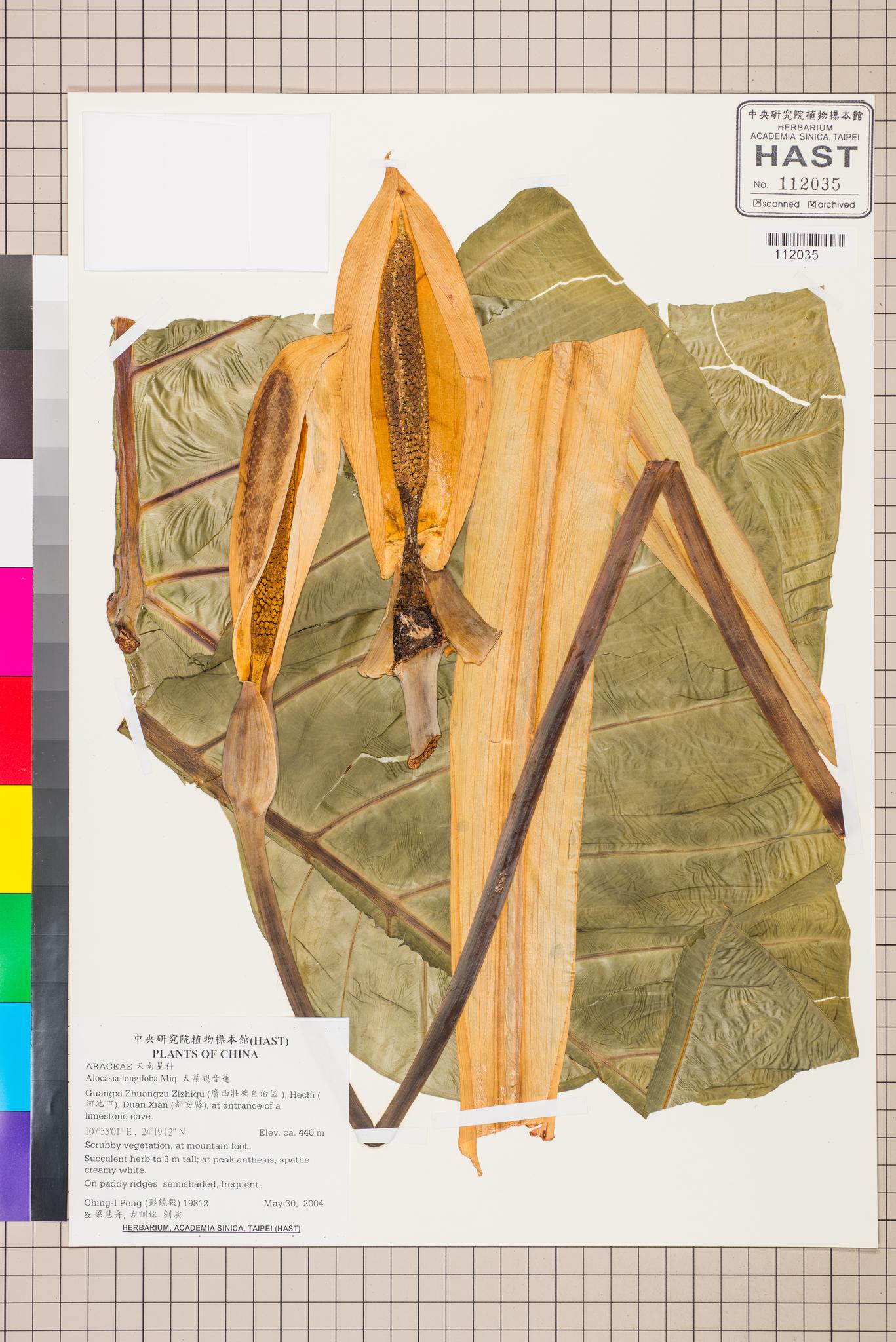 Sample image for viewer