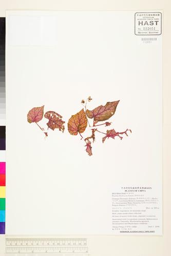 Begonia obsolescens Irmsch.