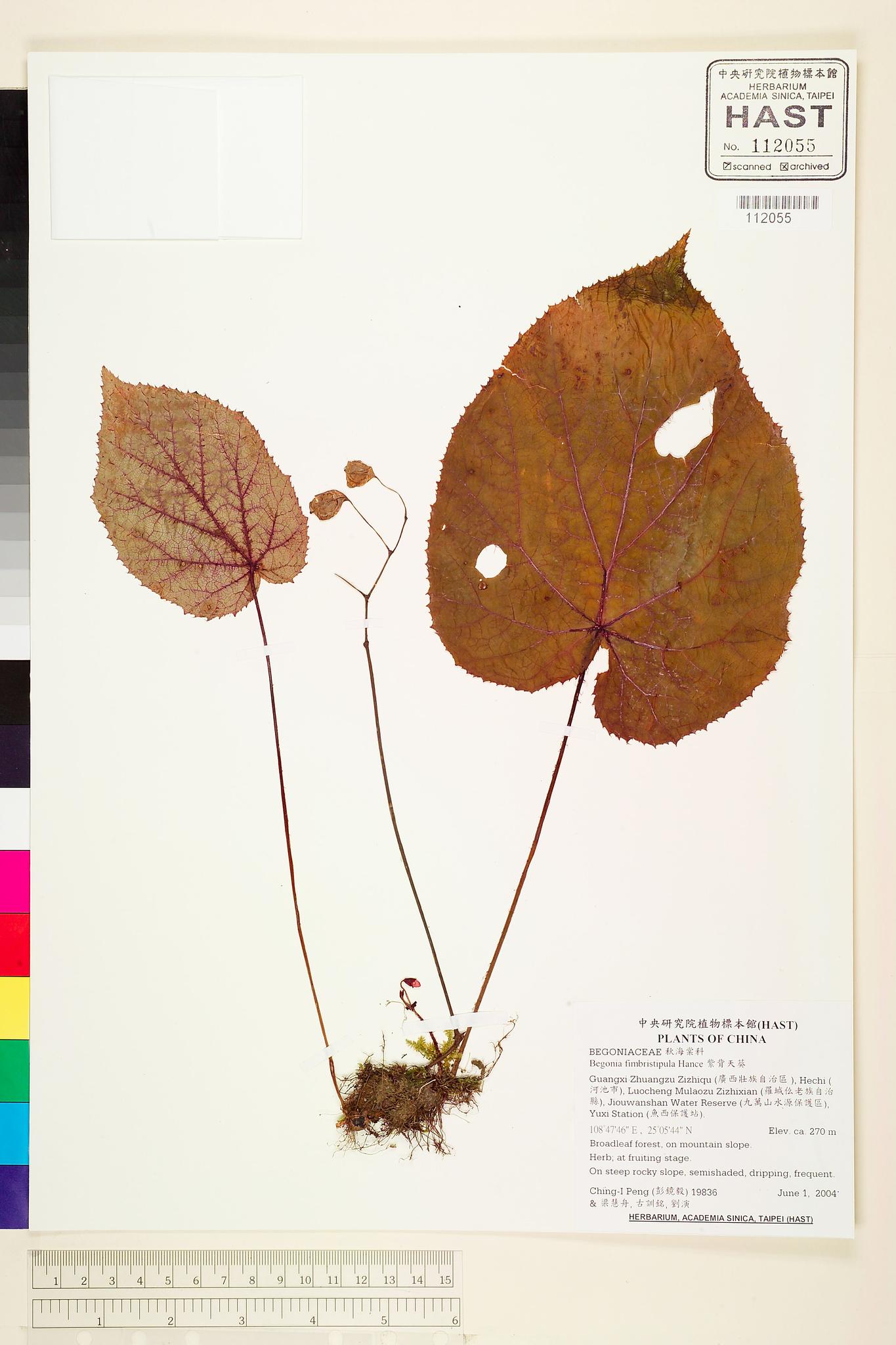 Sample image for viewer