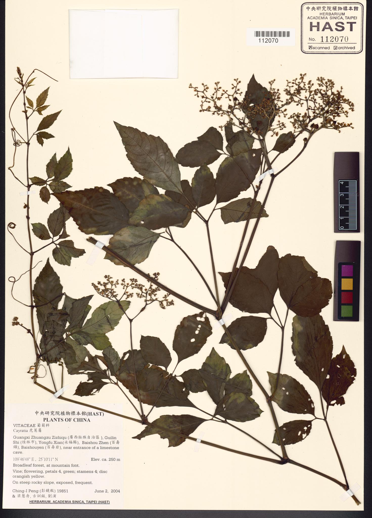 Specimen image