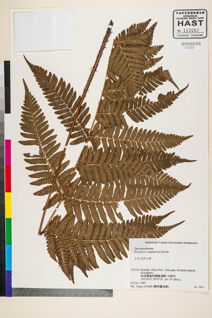 <Unit #128765  | 2613:: | Dryopteris nipponensis Koidz.>