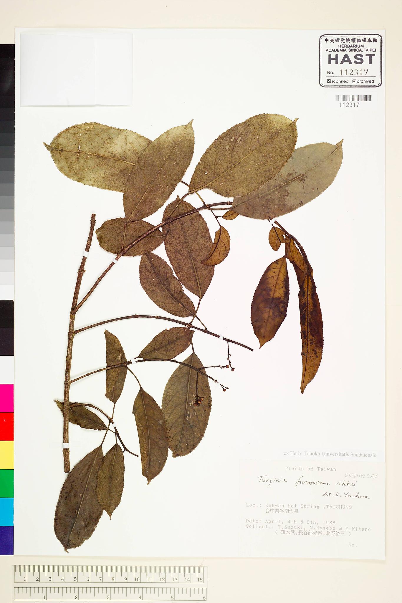 Sample image for viewer