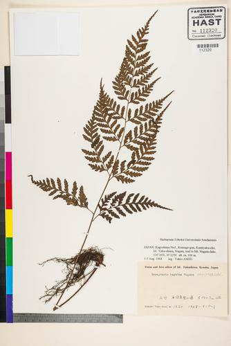 Dryopteris hayatae Tagawa