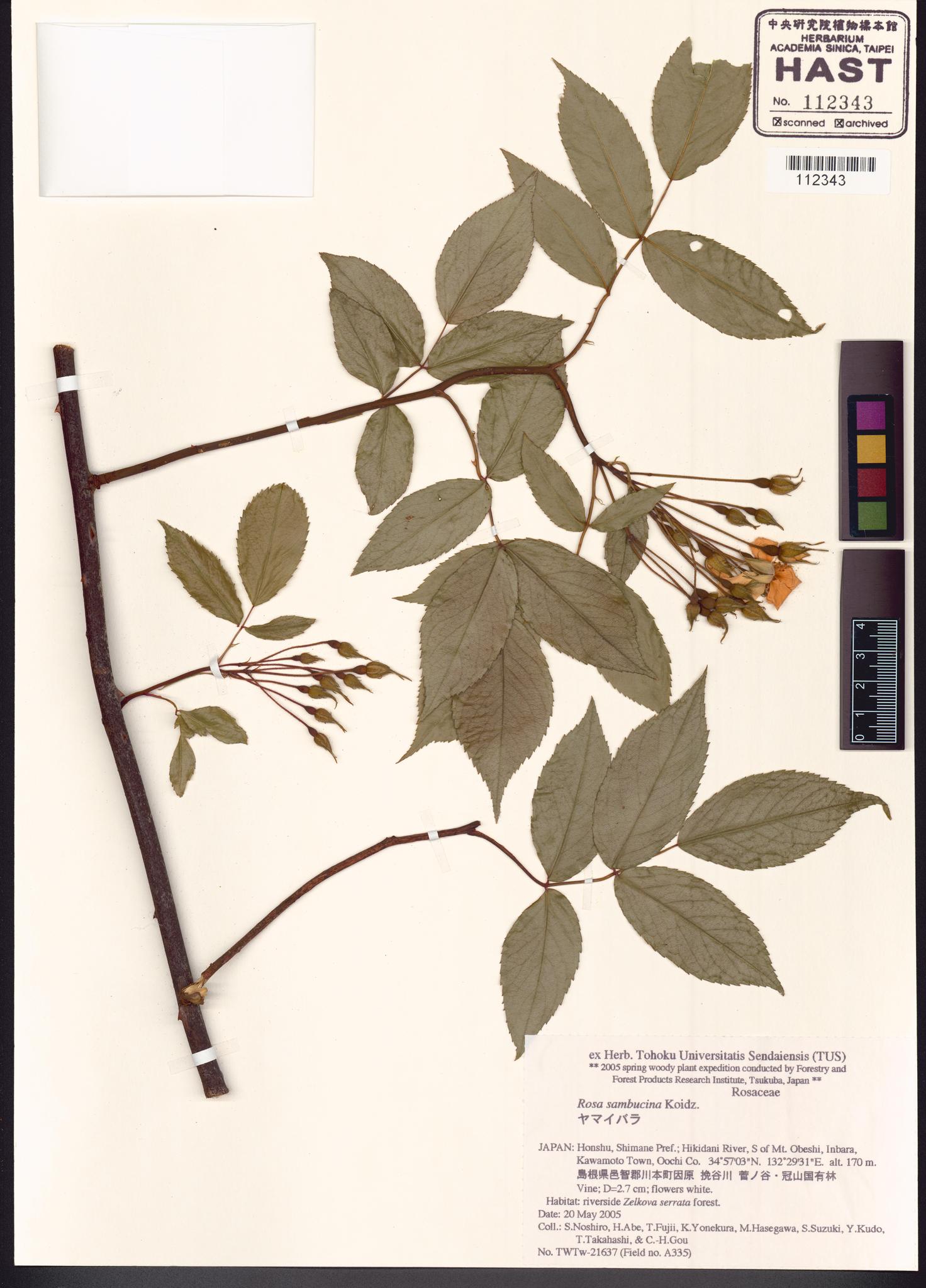 Sample image for viewer