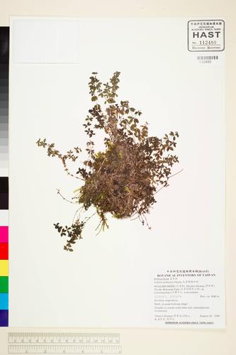 Galium tarokoense Hayata