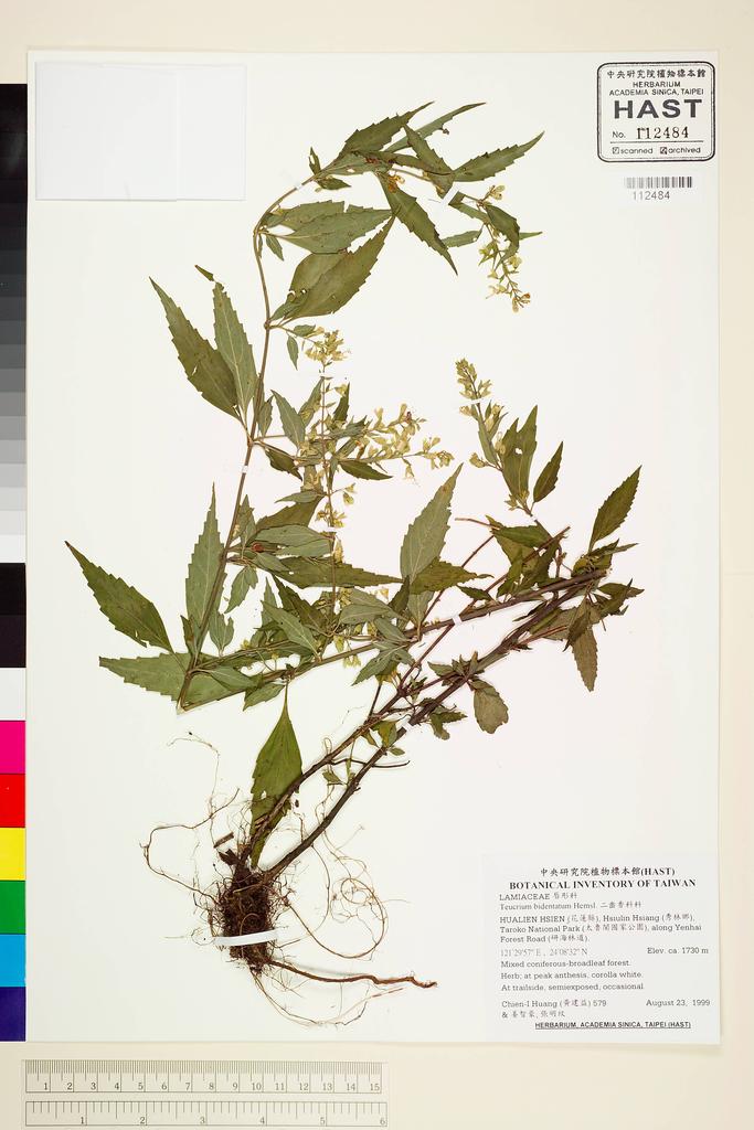 <Unit #64622 Huang, Chien-I | 黃建益 | 579:: | Teucrium bidentatum Hemsl.>