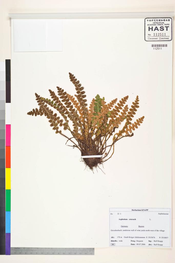 <Unit #128747 Knapp, Ralf | 柯納普 | 2006-7-9 66:: | Asplenium ceterach L.>