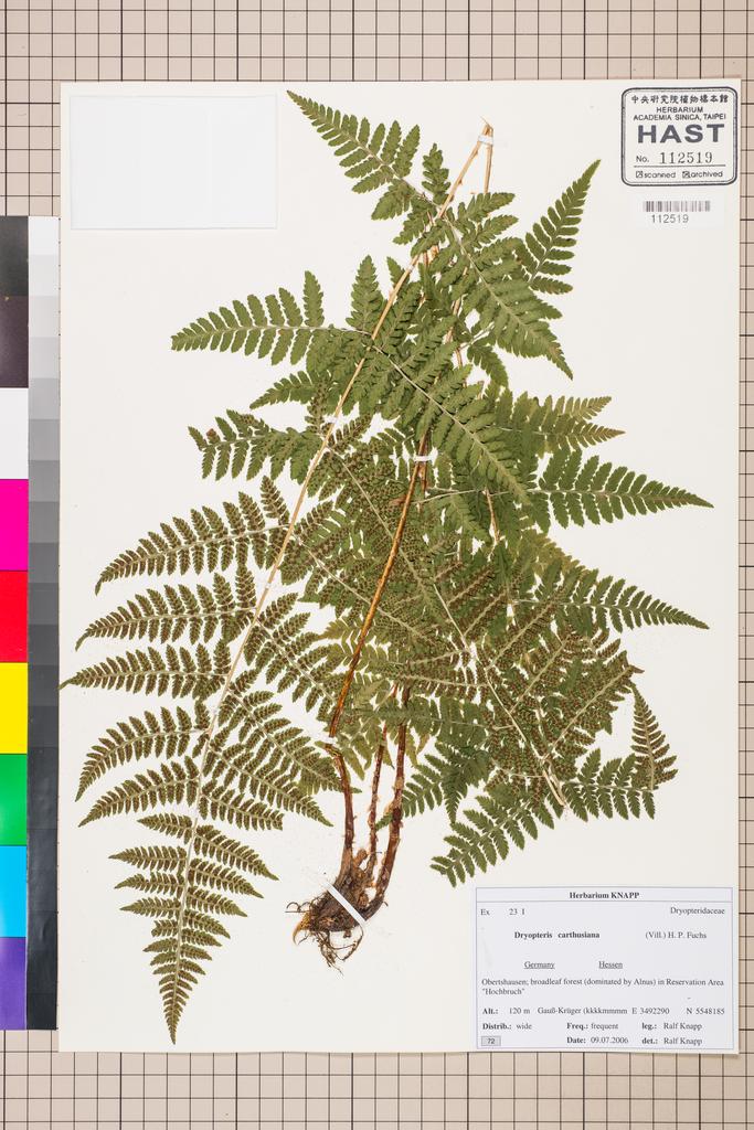 <Unit #128352 Knapp, Ralf | 柯納普 | 2006-7-9 72:: | Dryopteris>