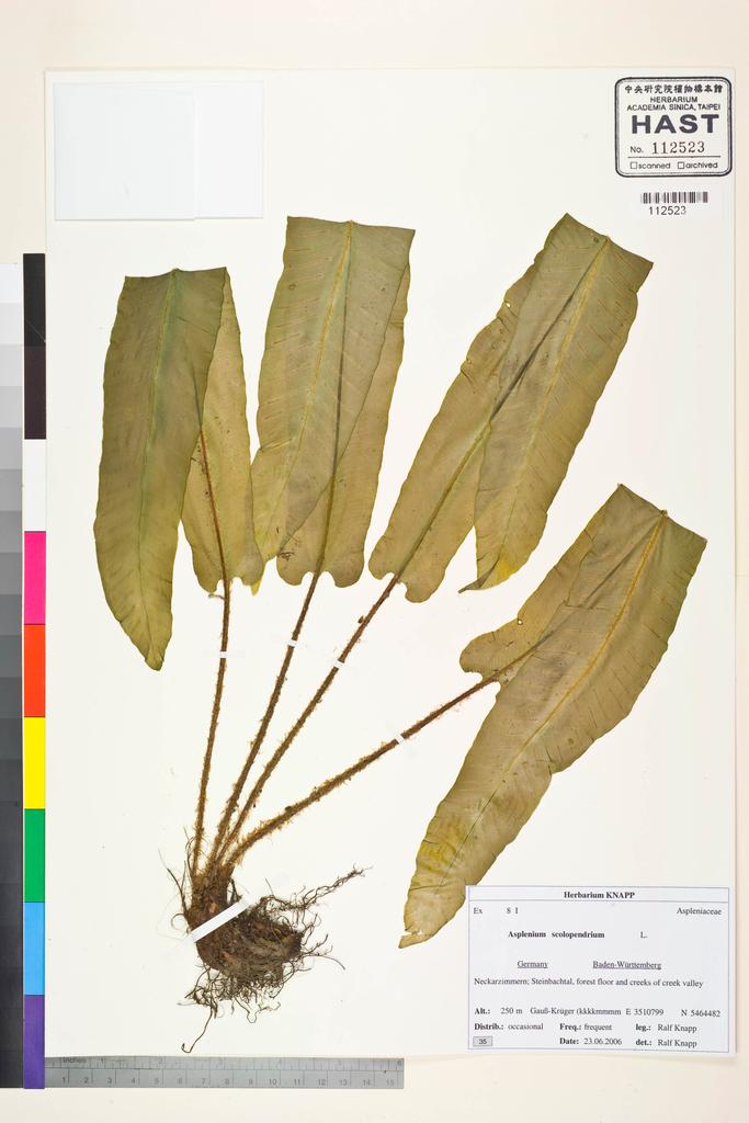 <Unit #128746 Knapp, Ralf | 柯納普 | 2006-6-23 35:: | Asplenium scolopendrium L.>