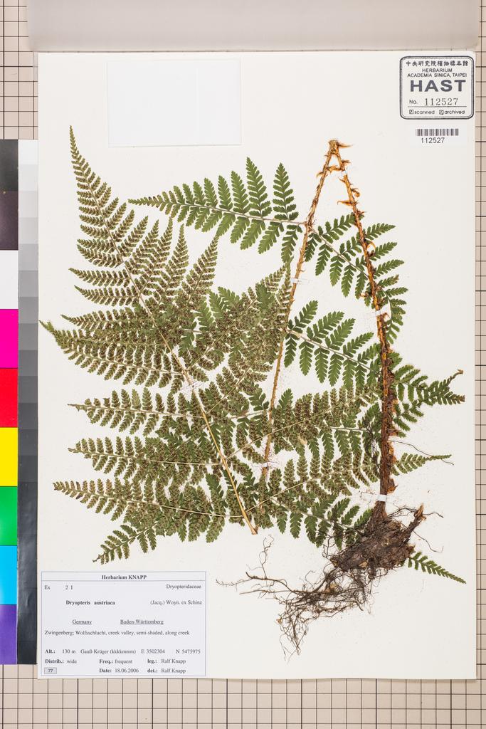 <Unit #128351 Knapp, Ralf | 柯納普 | 2006-6-18:: | Dryopteris austriaca (Jacq.) Wayn. ex Schinz & Thell.>