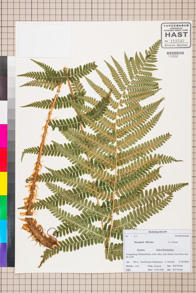 <Unit #128353 Knapp, Ralf | 柯納普 | 2006-6-18 54:: | Dryopteris>