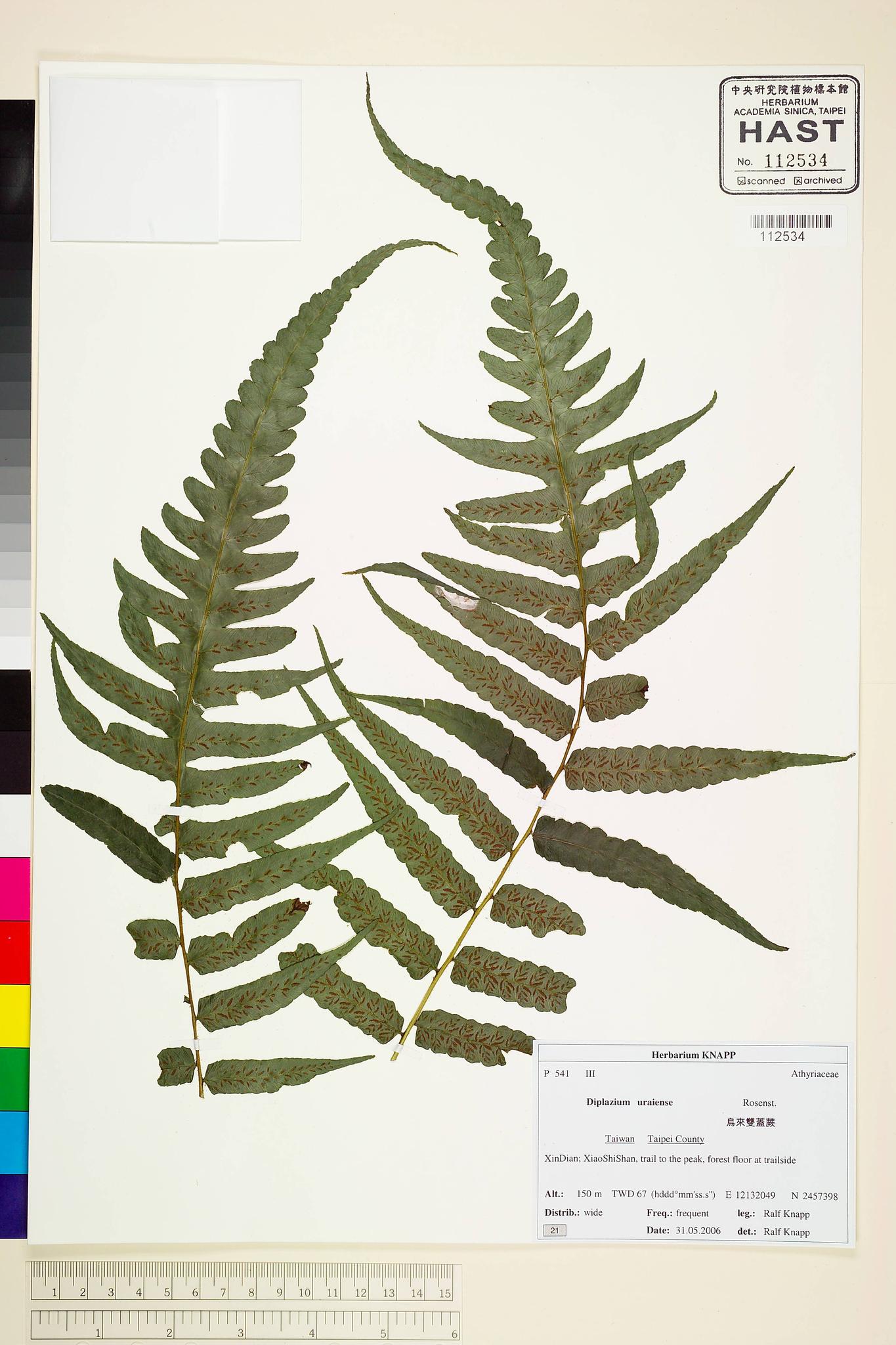 Sample image for viewer