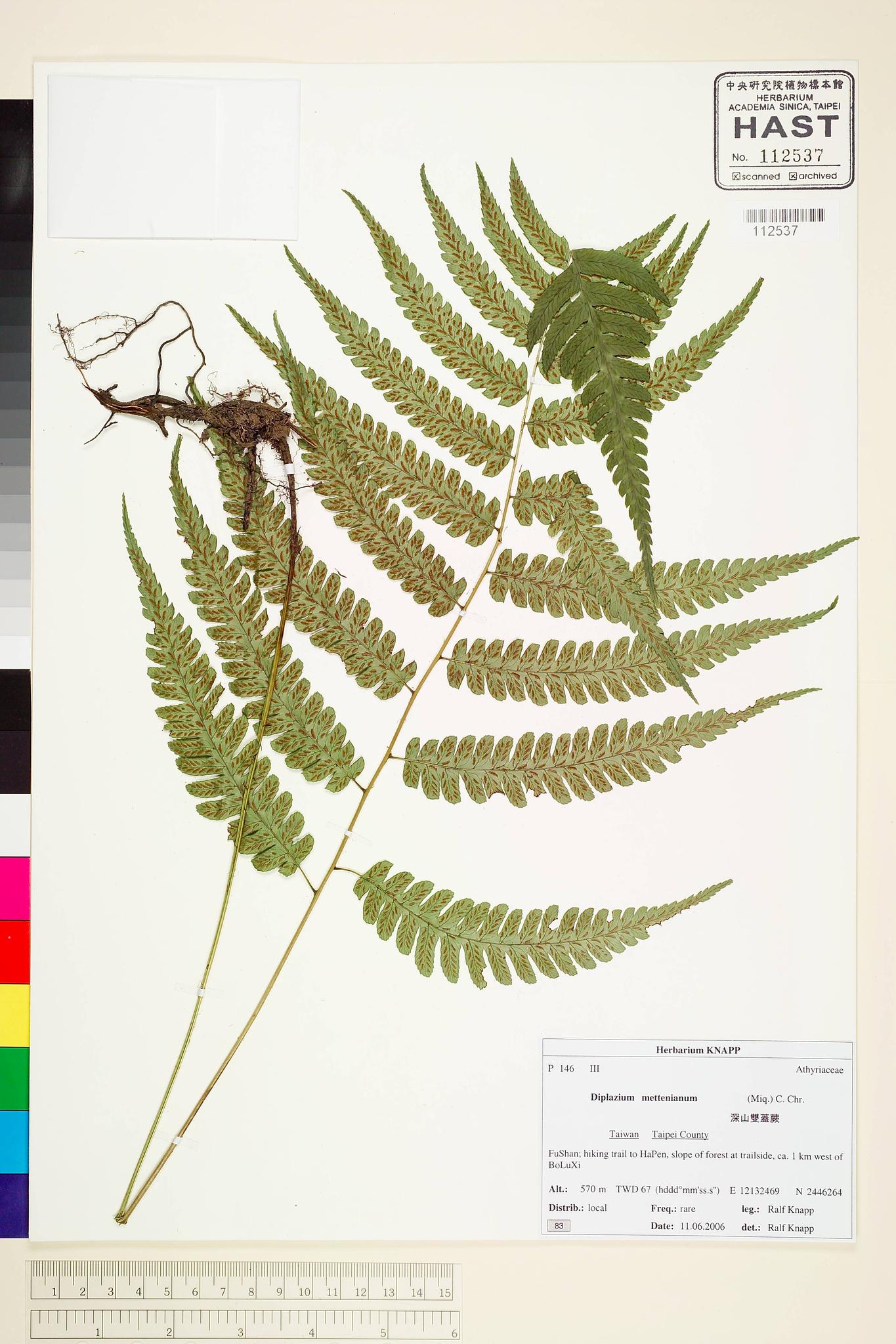 Sample image for viewer