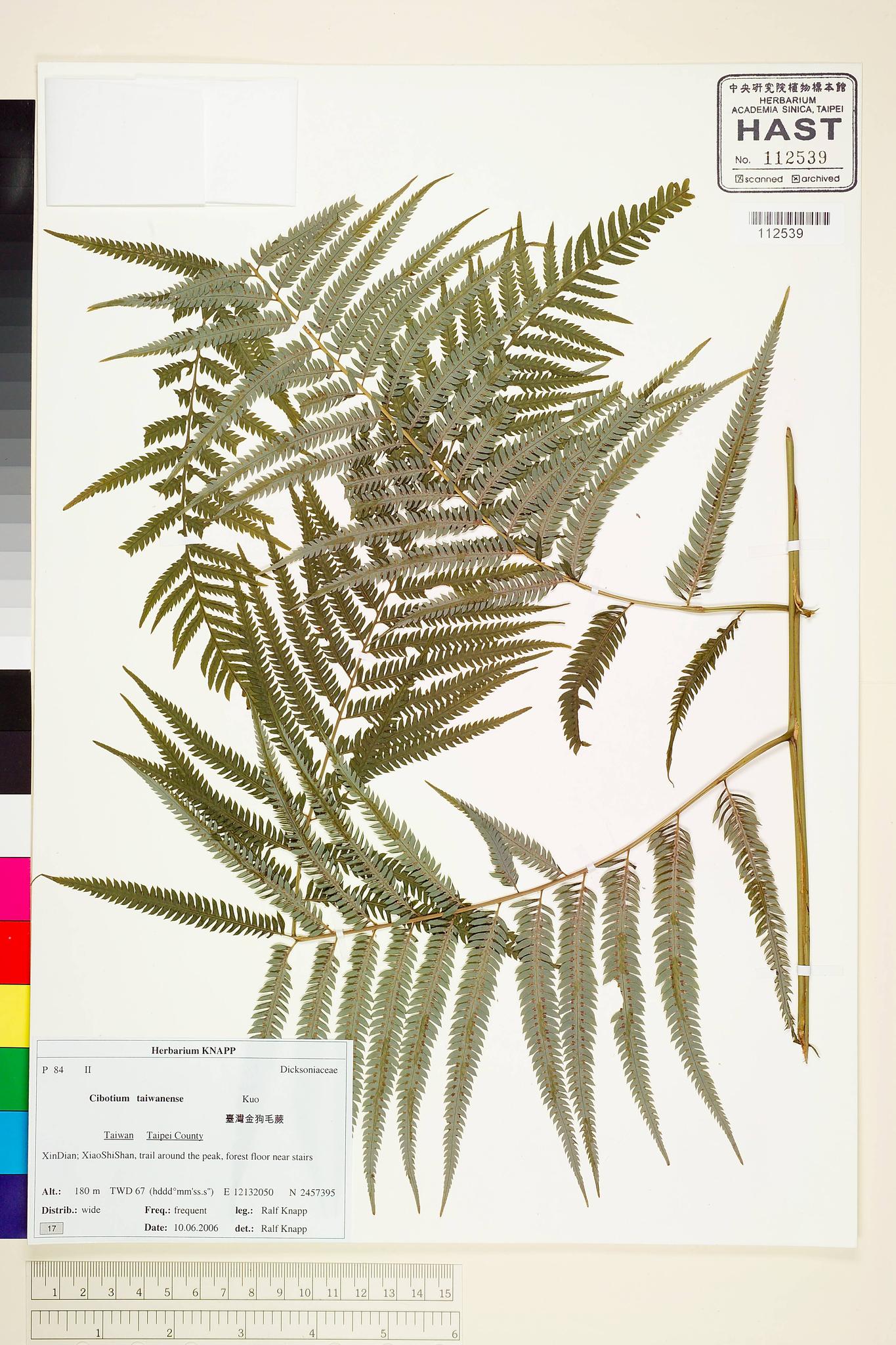 Sample image for viewer