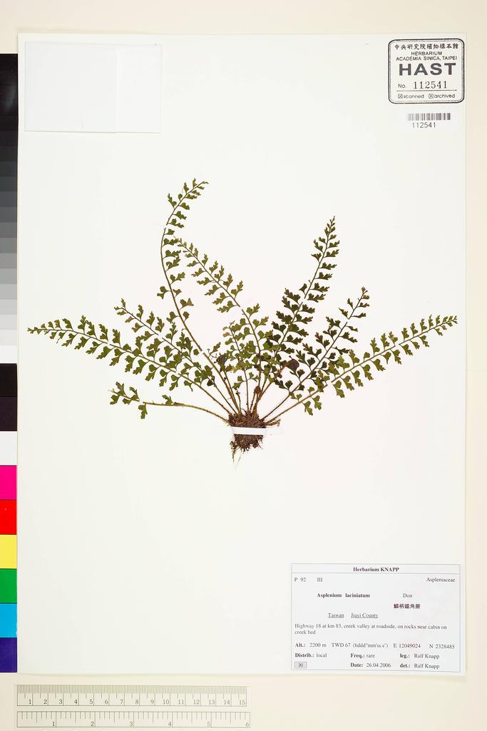 <Unit #65291 Knapp, Ralf | 柯納普 | 2006-4-26 30:: | Asplenium laciniatum D. Don>