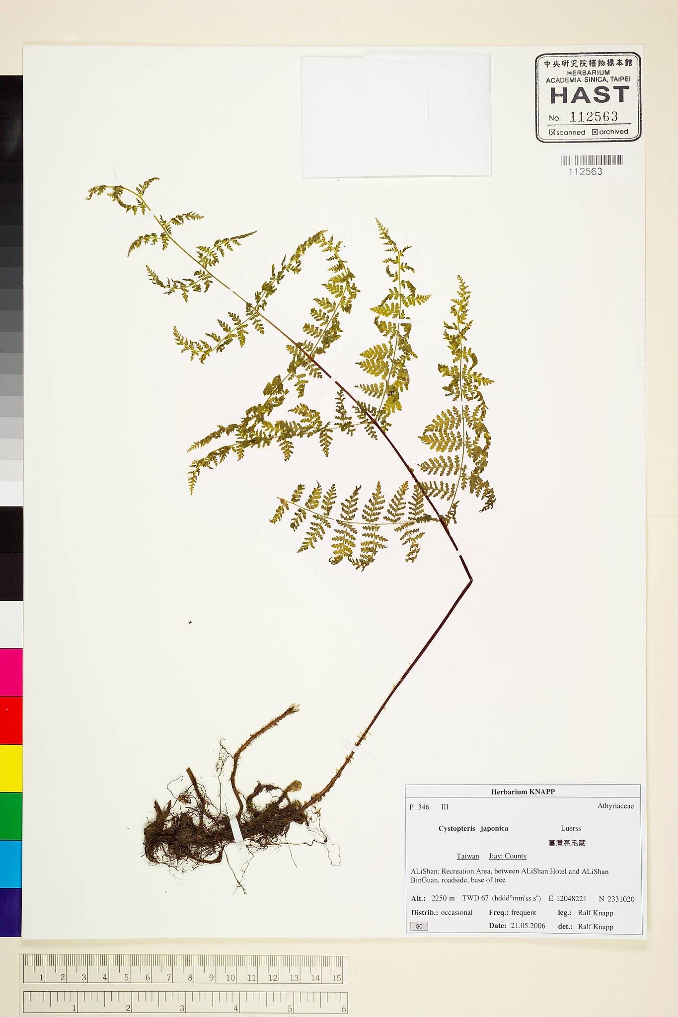 Sample image for viewer