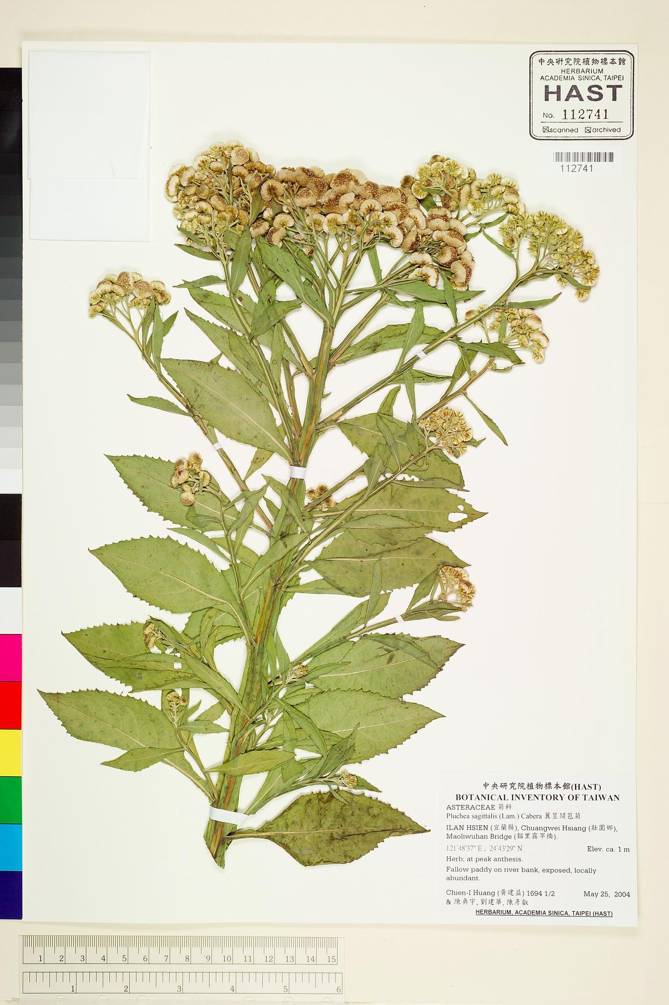 Sample image for viewer