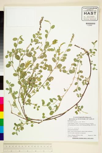 Alysicarpus vaginalis (L.) DC.