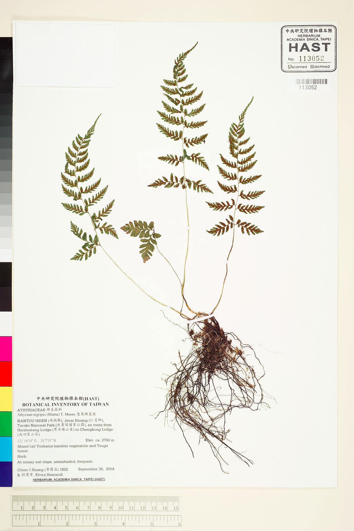 Sample image for viewer