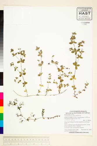 Galium formosense Ohwi