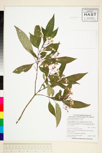Bredia oldhamii Hooker f.