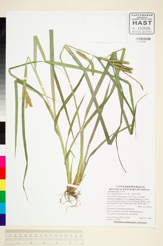 Carex doniana Spreng.