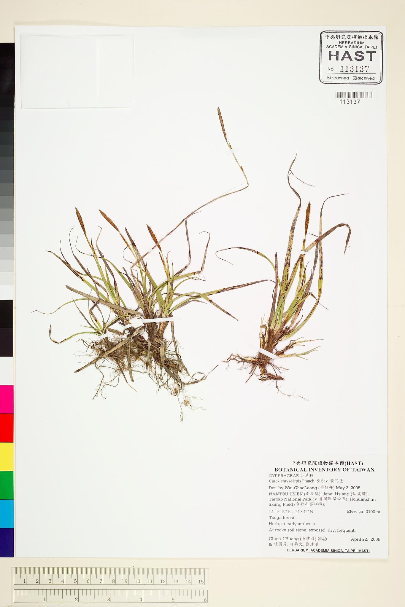 Specimen image