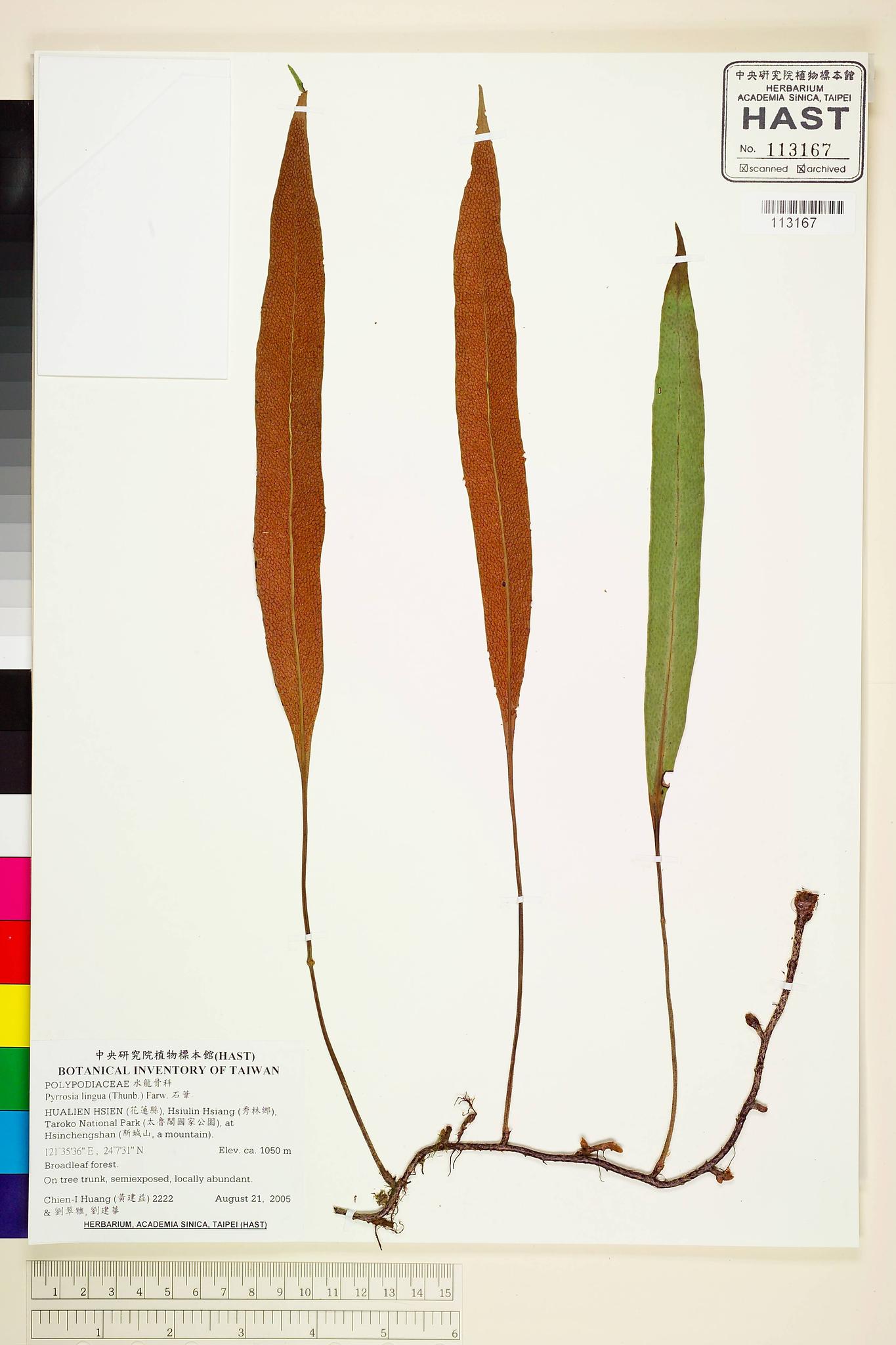 Sample image for viewer